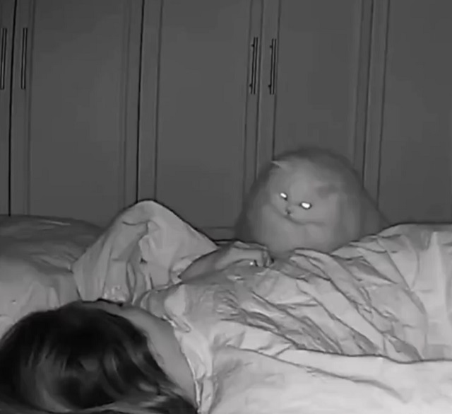 кот в кровати