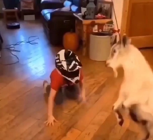 коза и ребенок
