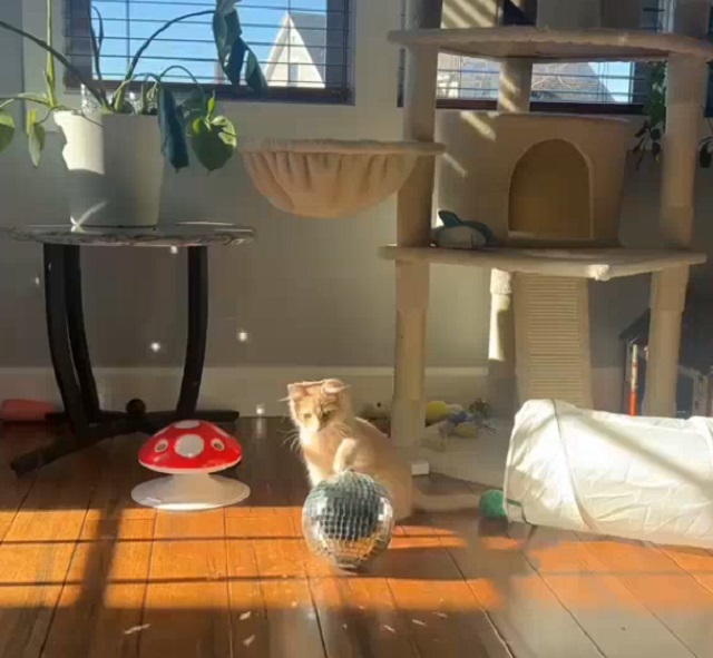 Кот играет с диско-шаром