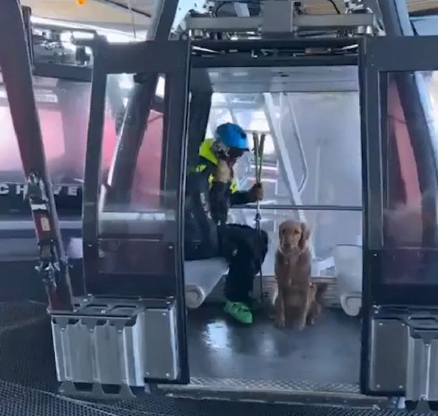 собака-спасатель на горнолыжном курорте