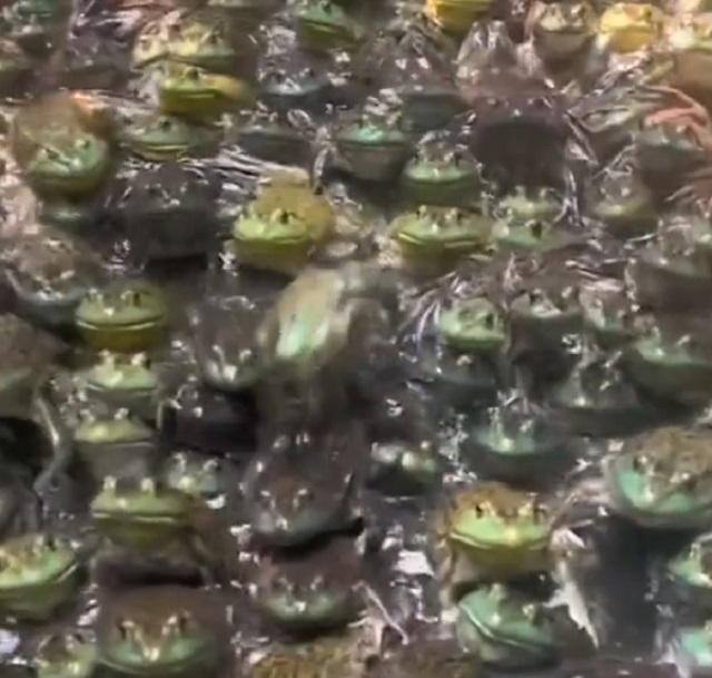 жабы