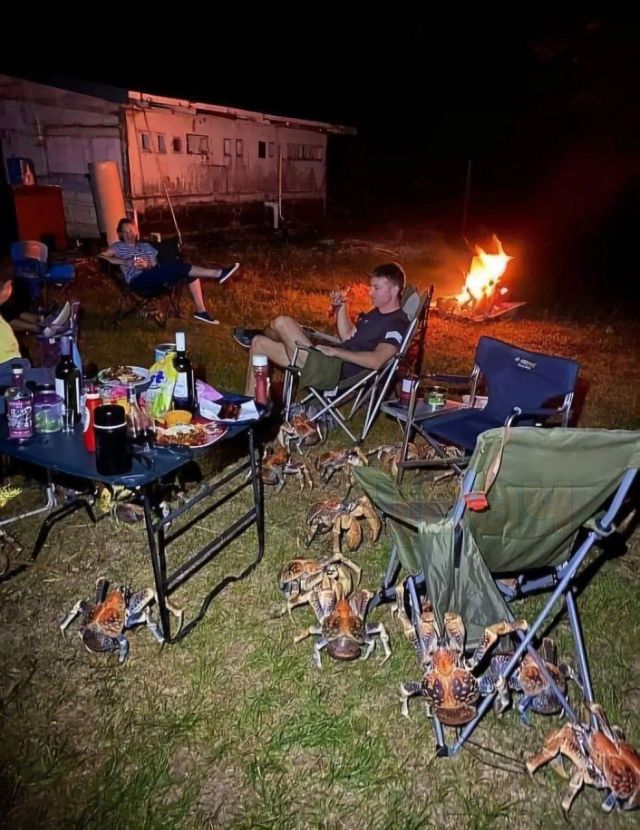 Банда огромных попрошаек испортила пикник семье из Австралии (8 фото)