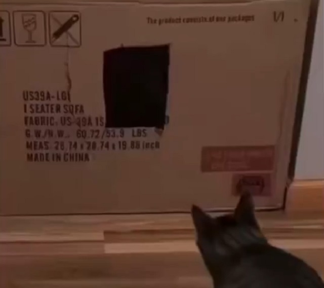 кот и коробка