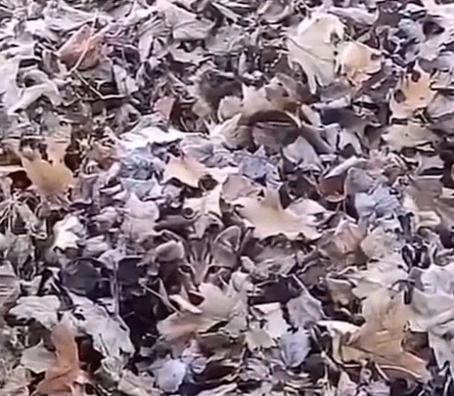 кот в листьях