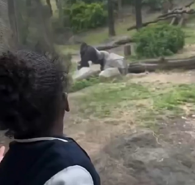 девочка в зоопарке
