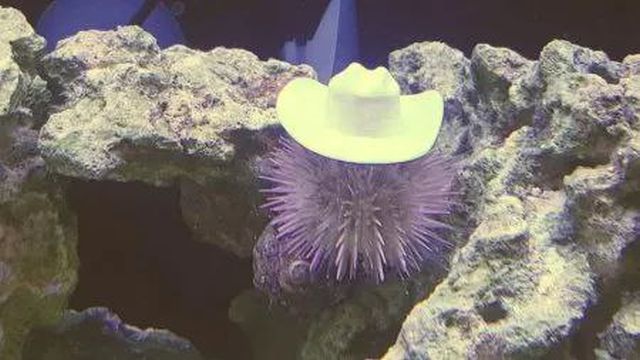 морские ежи