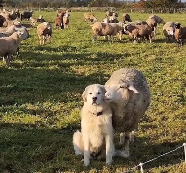 овца и собака