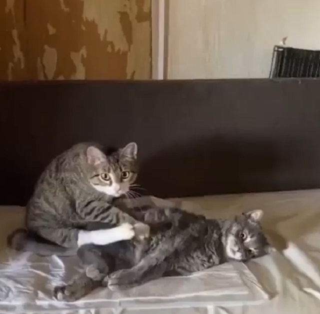 кот делает массаж