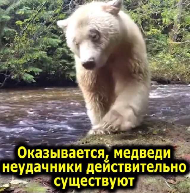 медведь-альбинос