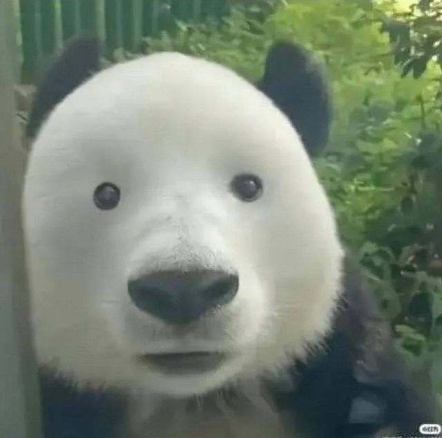 Как будет выглядеть панда без черных кругов вокруг глаз (2 фото)