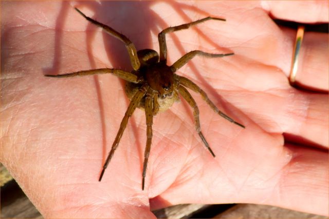 Dolomedes plantarius