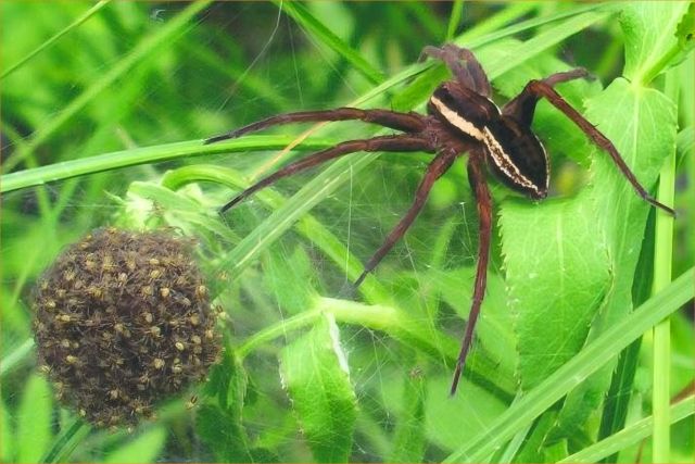 Dolomedes plantarius