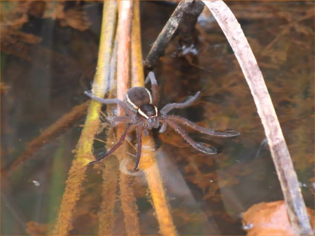 Dolomedes plantarius