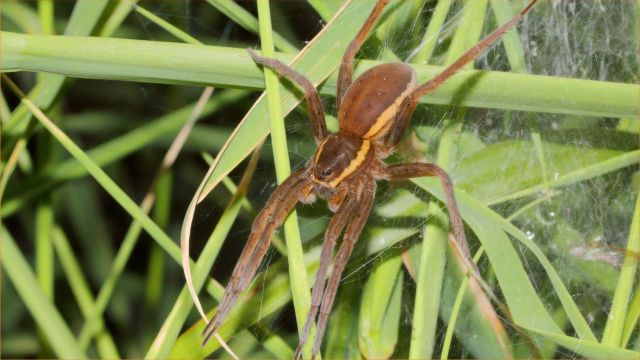 Dolomedes plantarius