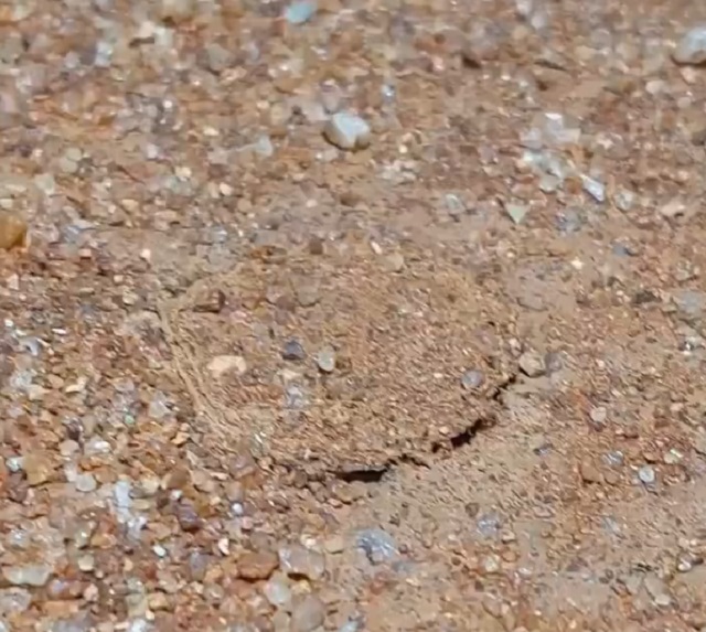 Trapdoor spider - паук, который может испугать до инфаркта