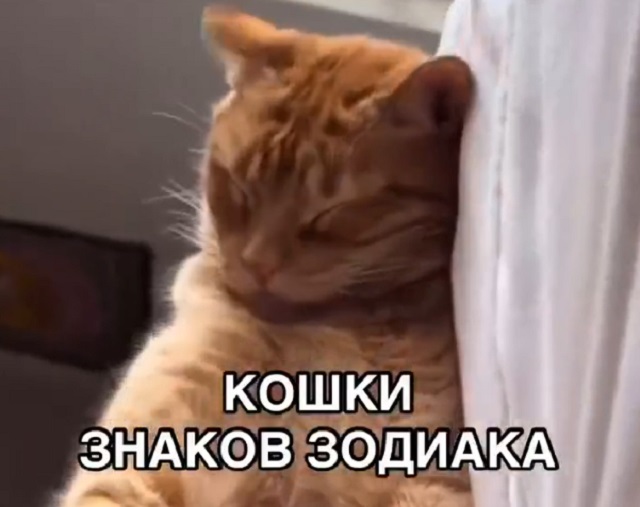 Астрологи определили, какие у разных знаков зодиака коты