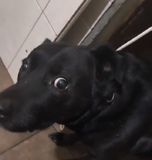 собака