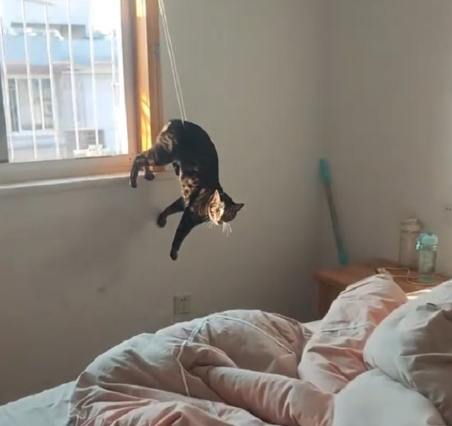 Какие же коты невезучие