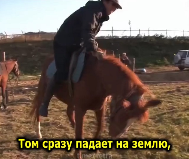 Том - самый ленивый конь