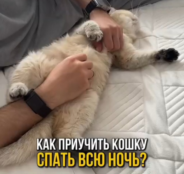 Как приучить кошку спать всю ночь