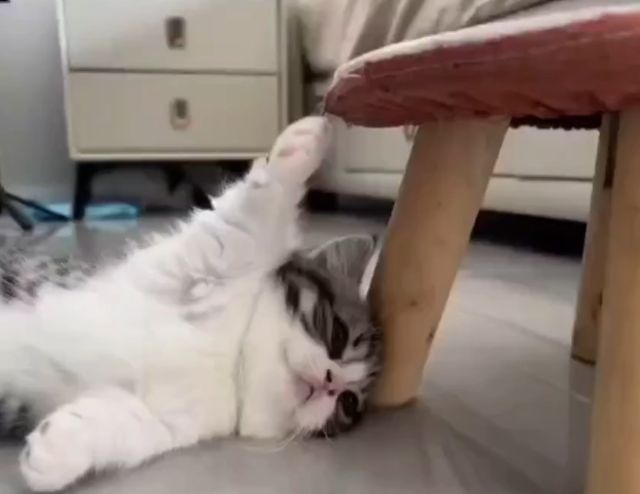 котенок