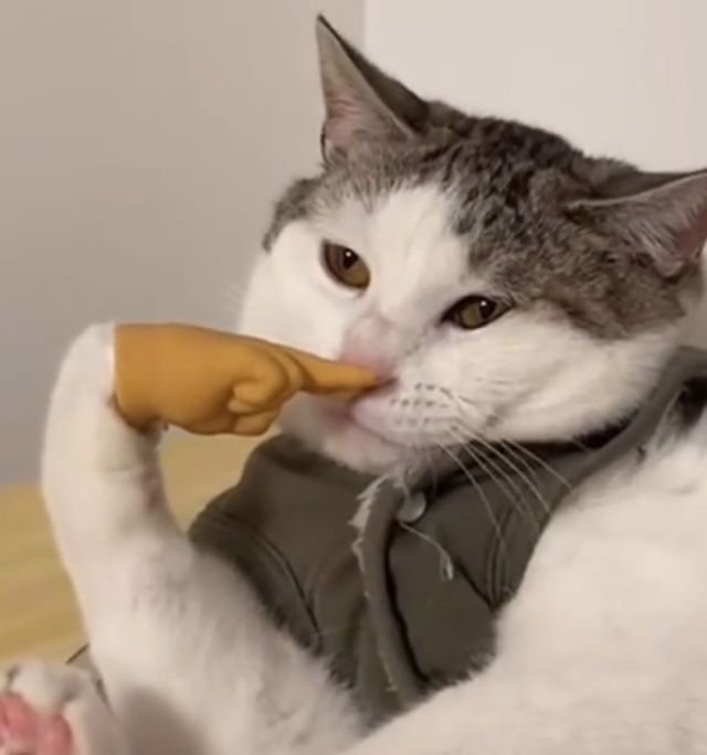 Миниатюрные руки для кота