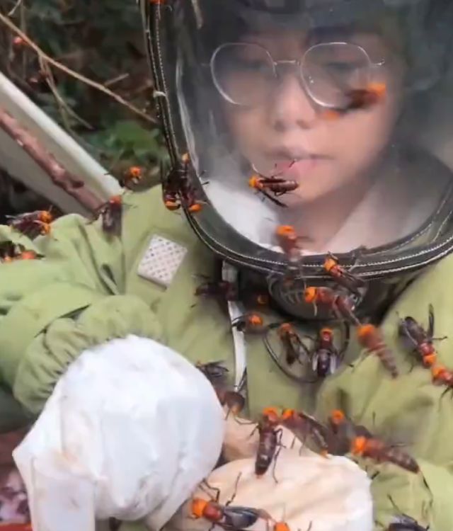 ловец гигантских азиатских шершней