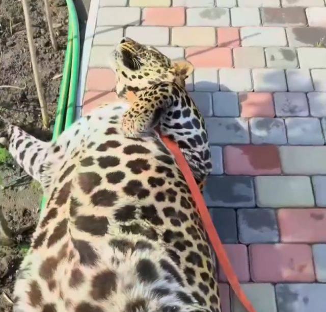 домашний леопард