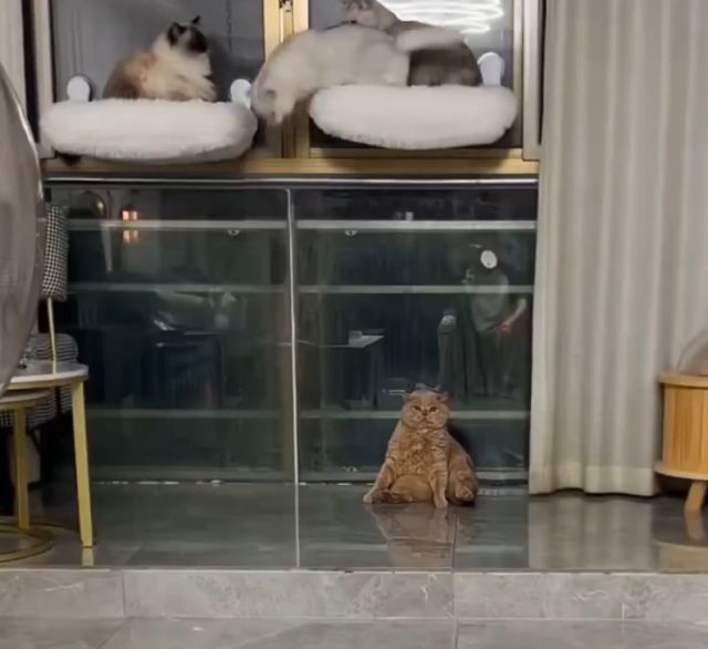 Рыжий кот