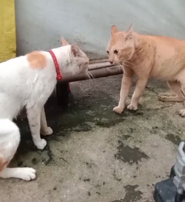 коты
