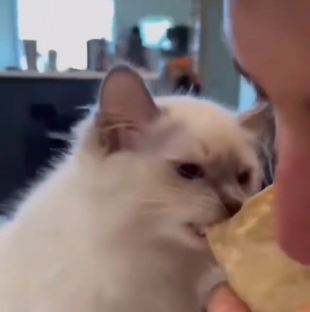 Самые голодные бестии