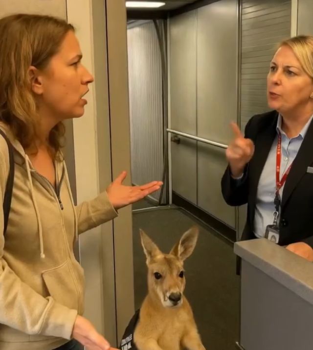 Кенгуру с билетом не хотят пускать в самолет Кенгуру с билетом не хотят пускать в самолет