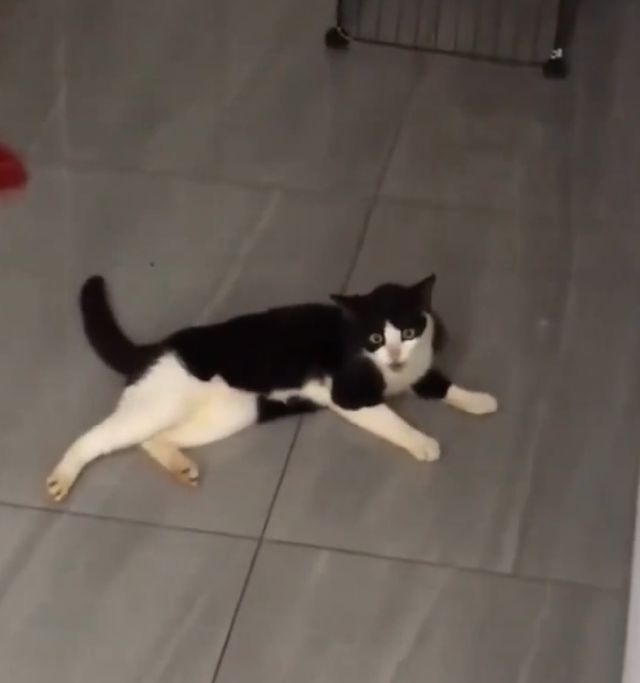Как меняется звук котов, когда они видят человека
