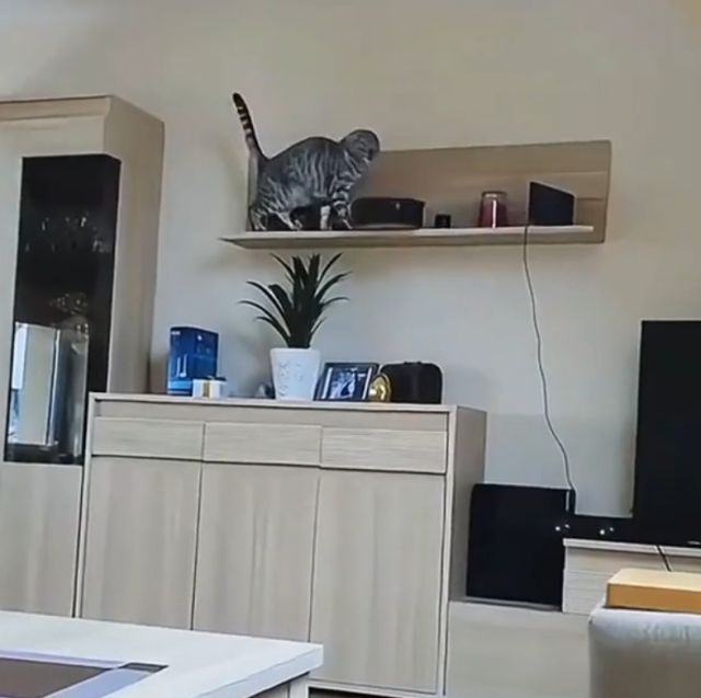 Коты, которые уронили абсолютно все Коты, которые уронили абсолютно все