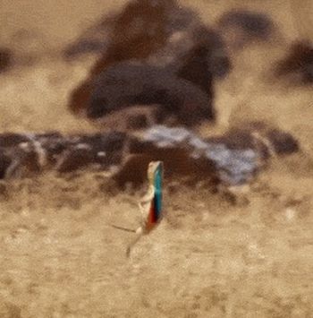 Очень быстрая и деловая ящерица