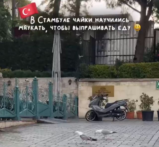 Чайки из Турции начали пародировать котов