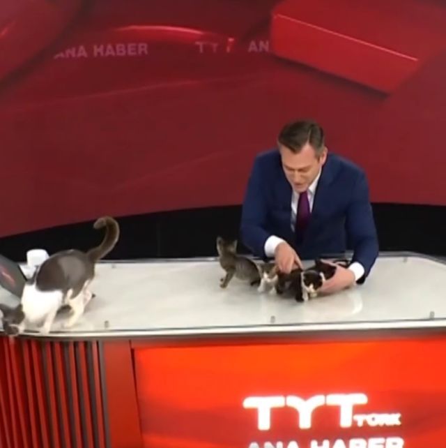 В эфире турецких новостей показали котят