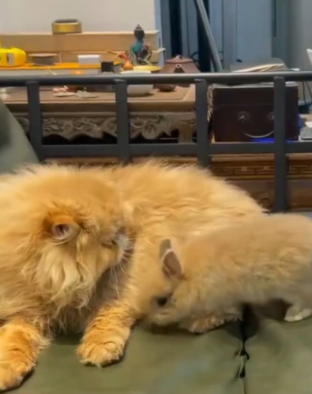 Кролик и кот
