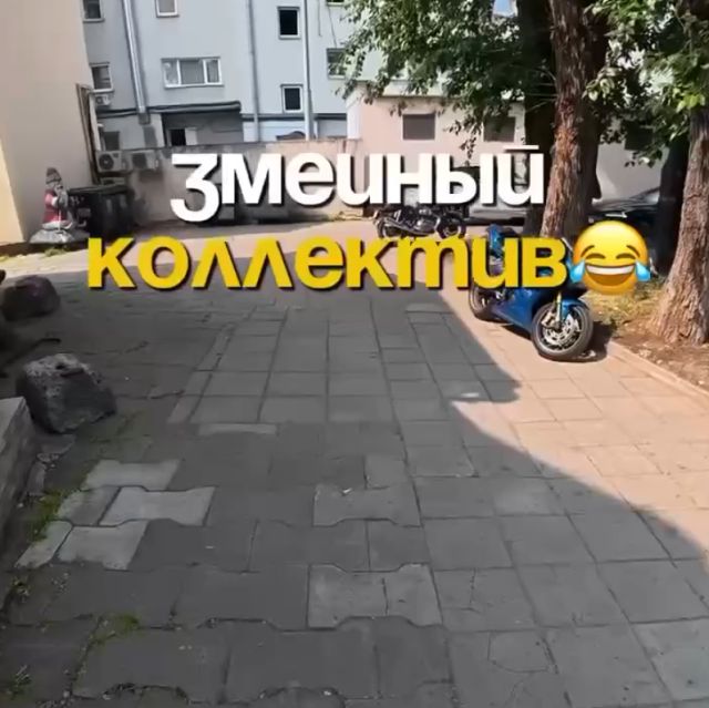 Лайфхак: как разоблачить свой змеиный коллектив на работе