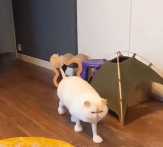 Коты, пережившие поход к грумеру