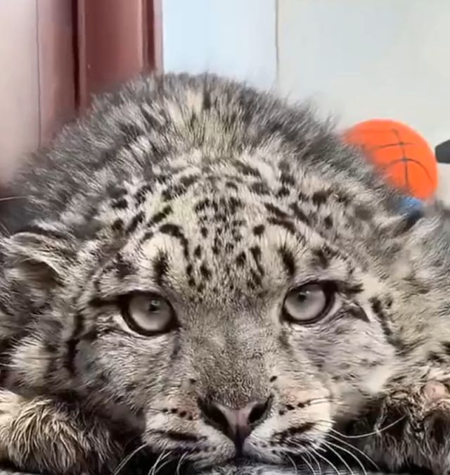 Снежный барс Снежный барс