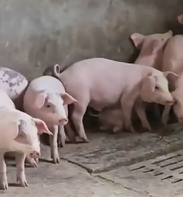 Свиньи