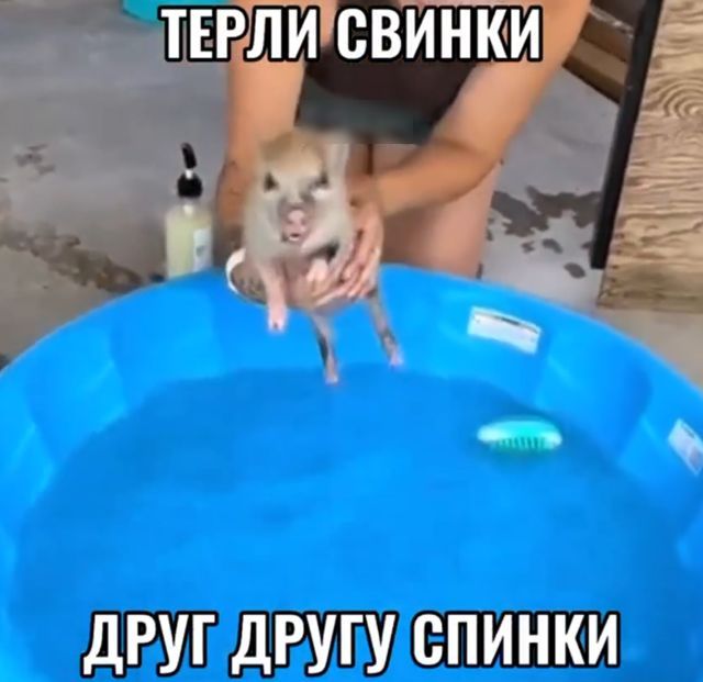 поросенок
