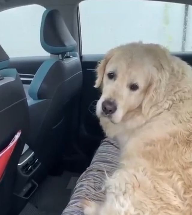 собака в машине