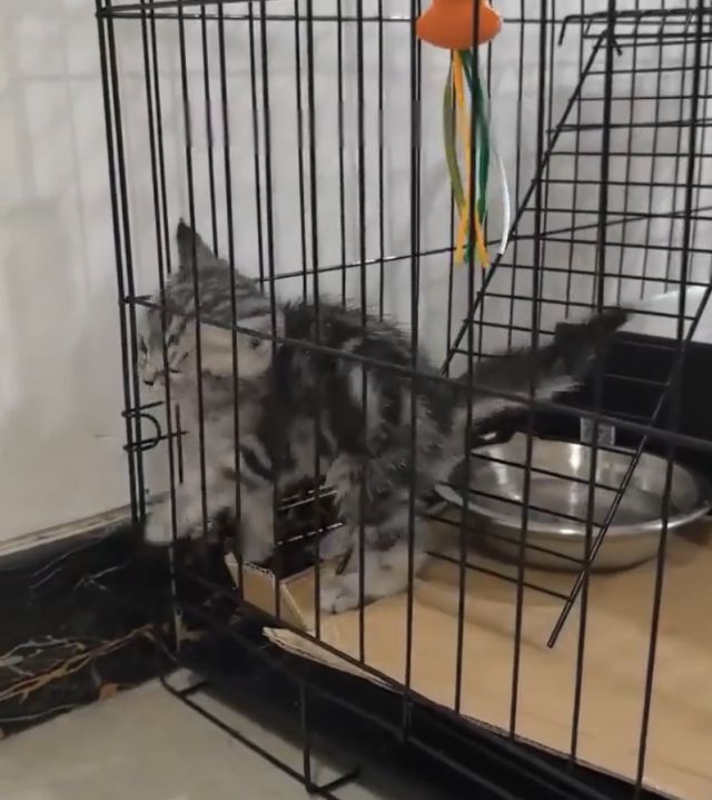 котенок