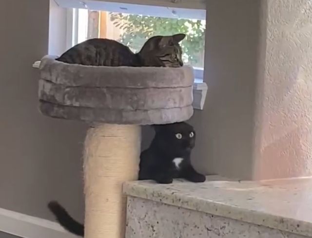 черный кот