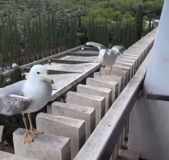чайки