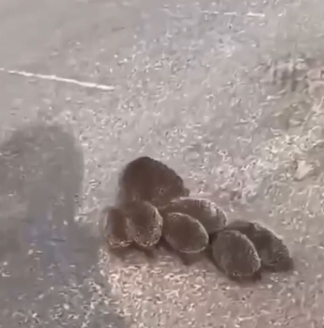 Ежи