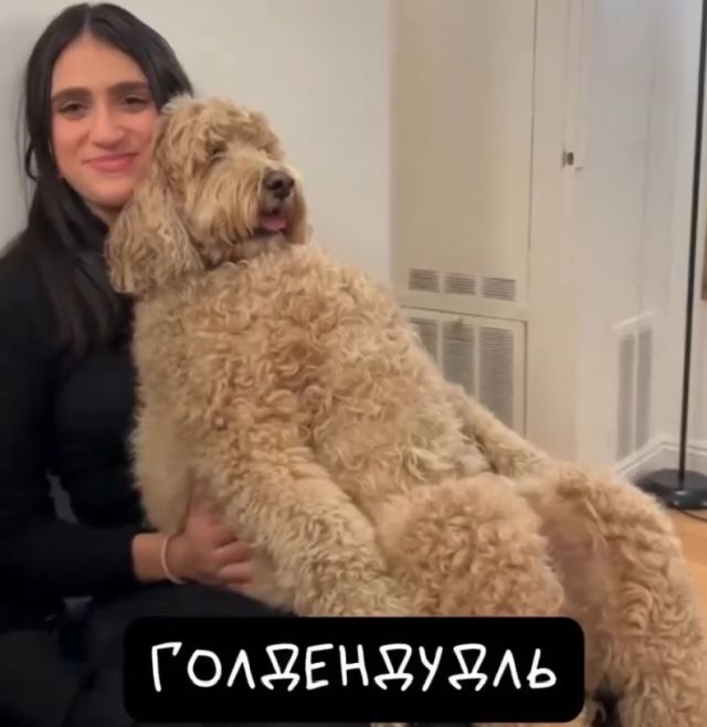 Голдендудль