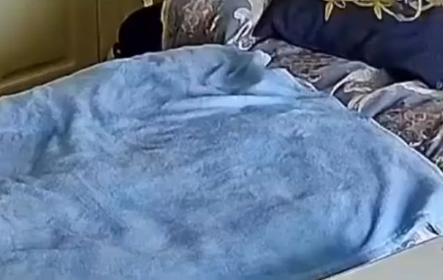 Котик старательно делает себе лежанку из пледа Котик старательно делает себе лежанку из пледа